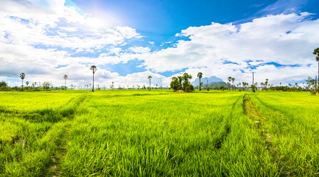 field and blue sky to be landscape. blue sky and nice cloud. The field is agriculture.の写真素材