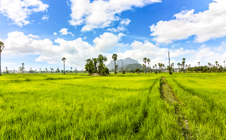 field and blue sky to be landscape. blue sky and nice cloud. The field is agriculture.の写真素材