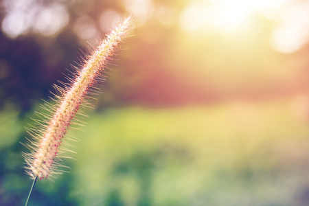 a flower grass in the garden and sunset.の写真素材