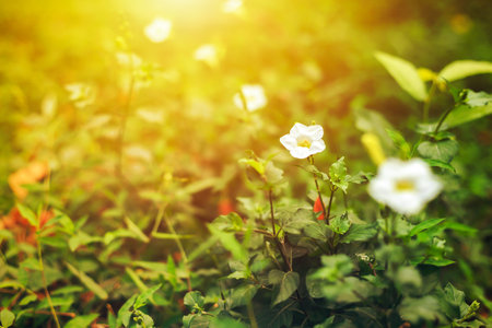 the little white flowers grow.