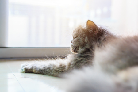 a furry cat is on the ground.の写真素材