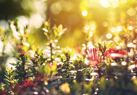 Red flower and sun light.の写真素材