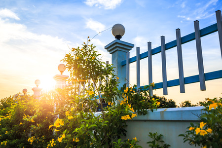 Yellow lowers near fence and sunset with cloud.の写真素材
