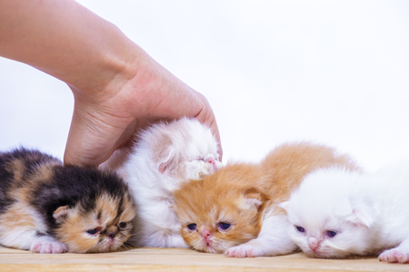 hand catch kitten in the wood box.の写真素材