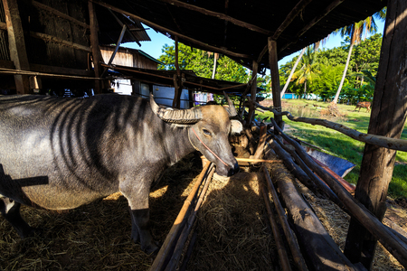 buffalo in corral beside a house farmingの写真素材