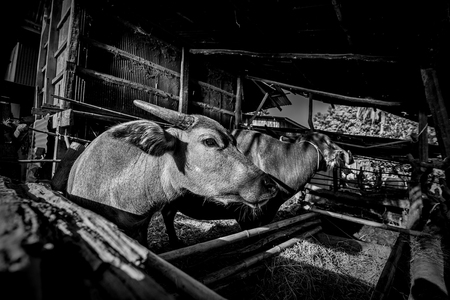 buffalo in corral beside a house farmingの写真素材