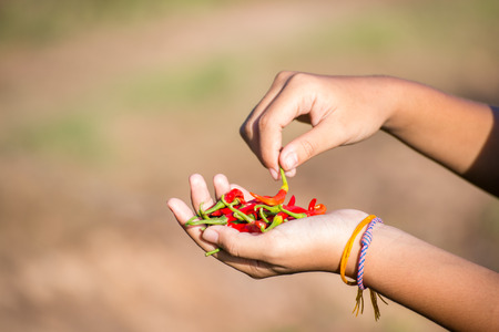 hand hold chilliの写真素材