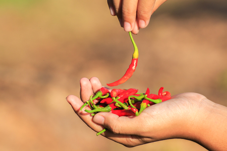 hand hold chilliの写真素材