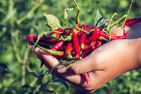 hand hold chilliの写真素材
