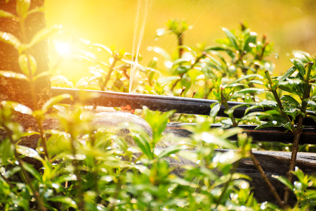 sprinkler head watering the bush and grass in the gardenの写真素材