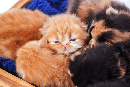 A kittens sleep on wood box.の写真素材