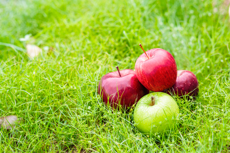 apples on the green grass.の写真素材