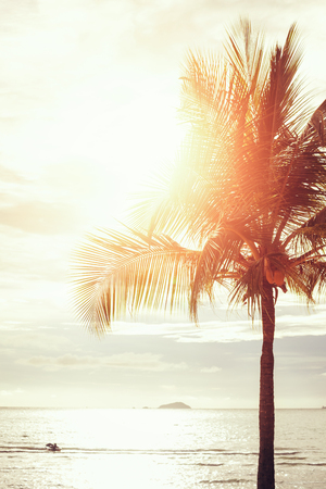 Coconut tree and sunset sky in summer.の写真素材