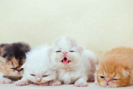 the kittens on the wood box.の写真素材