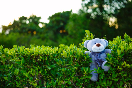 A doll is on the tree fence.の写真素材
