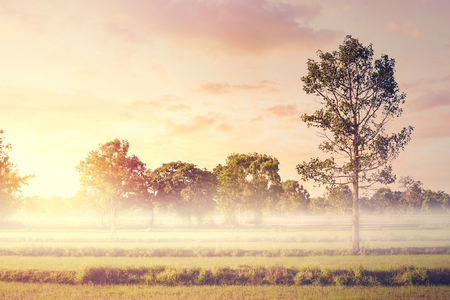 Field and sky and fog in the morning.の写真素材