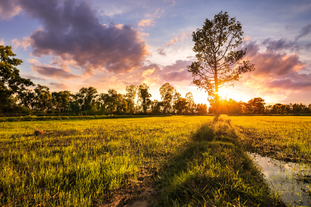 little field and sunset sky in golden hours.の写真素材