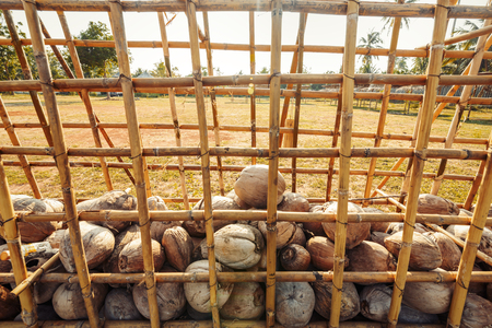 Coconut in the bamboo cage.の写真素材