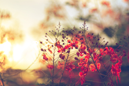 Red flower and sun light are backgroud.の写真素材
