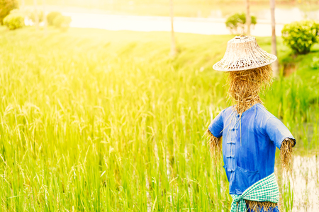 A scarecrow wear shirt and farmer hat and in the field.の写真素材