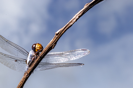 macro dragonfly in the park.の写真素材