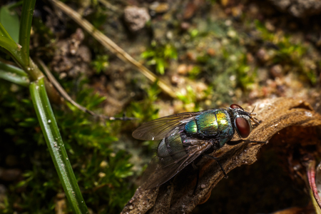 insect fly macro on Dry leaf in the forest.の写真素材