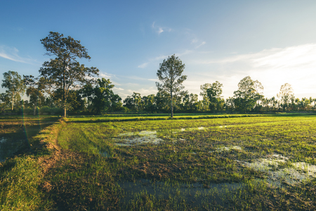 The Little Green Field and Blue skyの写真素材
