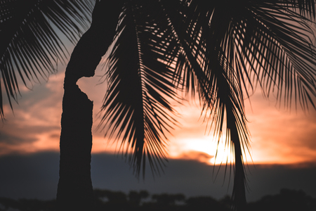 Coconut tree and sunset sky in summer.の写真素材