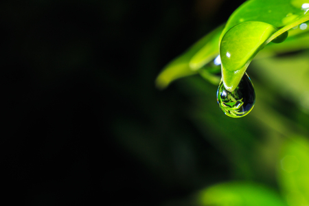 Water drop hanging on leaveの写真素材