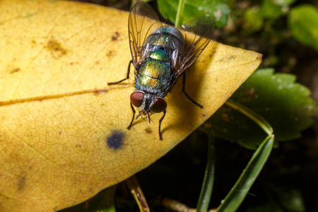 insect fly macro on yellow leaf in the forest.の写真素材