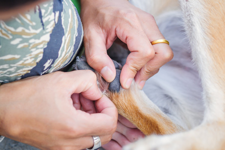 Hands man Find flea tick on dog skin hair.の写真素材