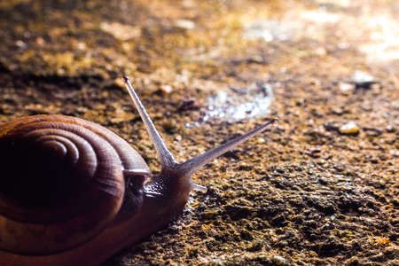 Snail gliding on the wet stone texture.の写真素材
