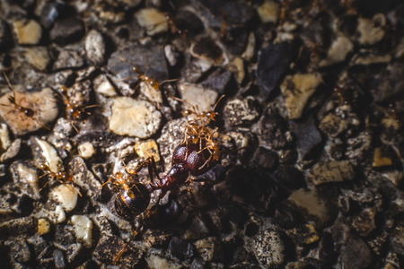 red ants teamwork move for food.の写真素材
