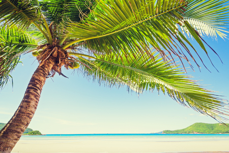 Coconut tree on the beach with blue sky.の写真素材