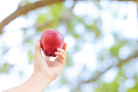 Hand hold apple in farm.の写真素材