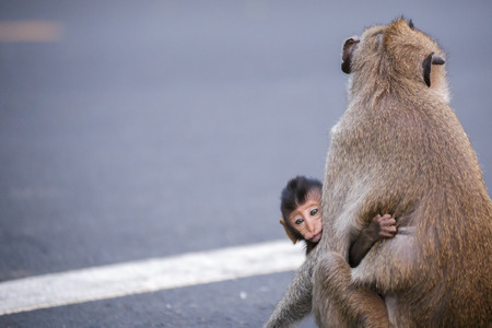 The child of a monkey and his mother. Mother monkey on the road.の写真素材