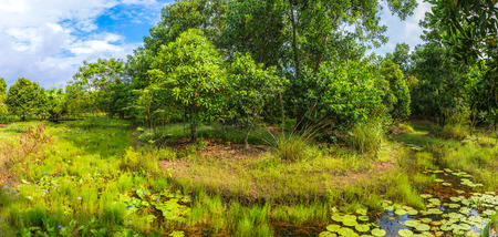 sunny day with pond in the forest.の写真素材