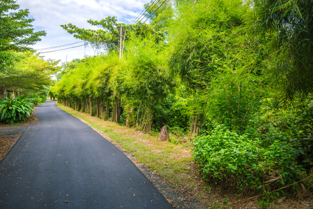 Bamboo forest on both side for walking through.の写真素材