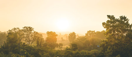 The forest and fog in the morning sun.の写真素材