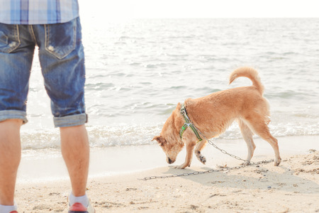 the dog on the beach with sunset time.の写真素材