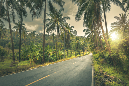 Coconut palms and road in tropical island with sunrise.の写真素材