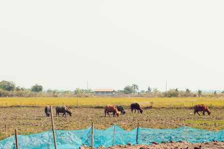 buffallo eat and stand in field.の写真素材