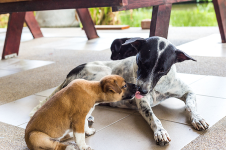 puppy lick dog mother.の写真素材