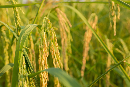 Close up gold rice and green leaves  in the farmの写真素材
