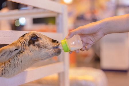 feeding milk bottle to cute Goat at the zoo.の写真素材