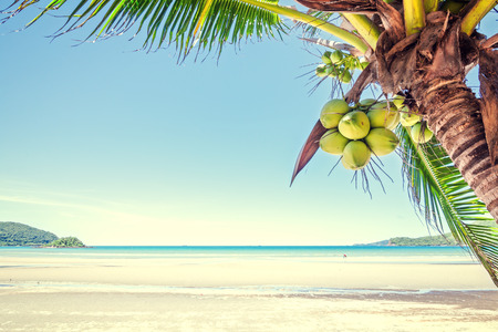 fresh coconut on the tree, coconut cluster on coconut tree.の写真素材