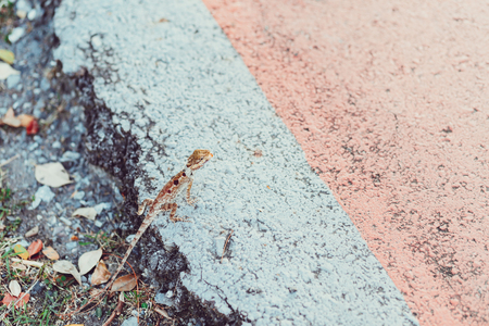 asia chameleon on the ground and eat worm.の写真素材