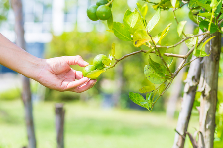 Hand farmer pick lemon from lemon tree.の写真素材
