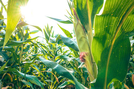Green Corn on the stalk in the fieldの写真素材