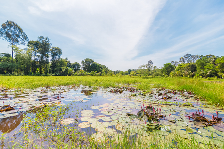 Field and sky in a day and lotus in pond.の写真素材
